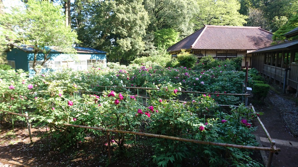 平成31年 飯高寺のボタン開花情報-4.28　ぼたん1