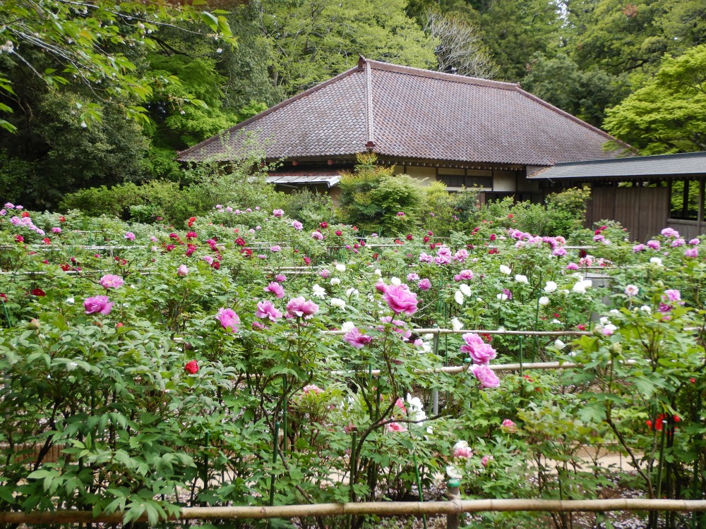 平成31年 飯高寺のボタン開花情報-ぼたん4.29-1