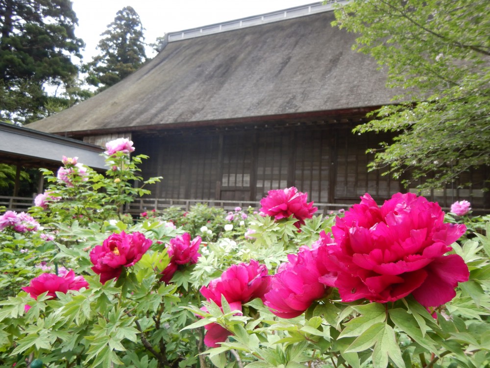 平成31年 飯高寺のボタン開花情報-ぼたん4.29-2