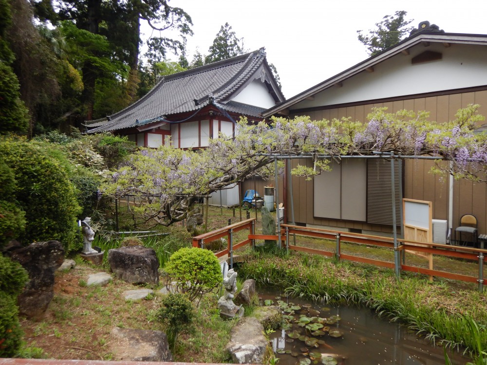 平成31年 龍頭寺の大ふじ開花情報-ふじ4.29-1