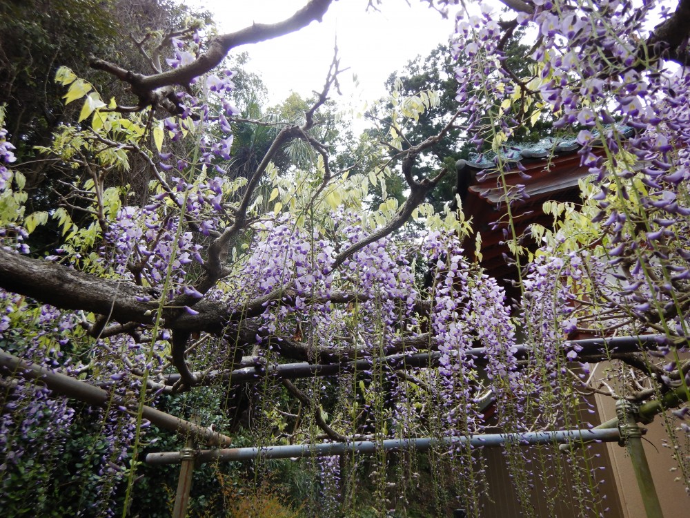 平成31年 龍頭寺の大ふじ開花情報-ふじ4.29-2