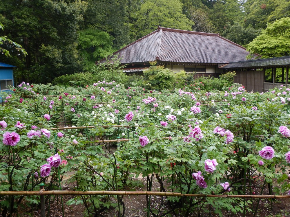 平成31年 飯高寺のボタン開花情報-4.30　ぼたん1