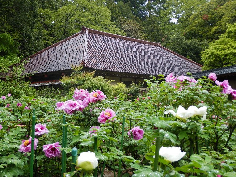 平成31年 飯高寺のボタン開花情報-4.30　ぼたん2