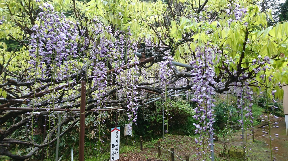 平成31年 龍頭寺の大ふじ開花情報-4.30　ふじ2