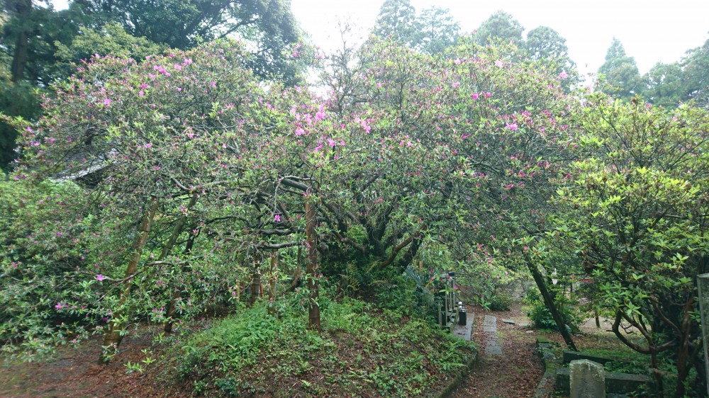 平成31年 圓實寺の大つつじ開花情報-4.30　つつじ1