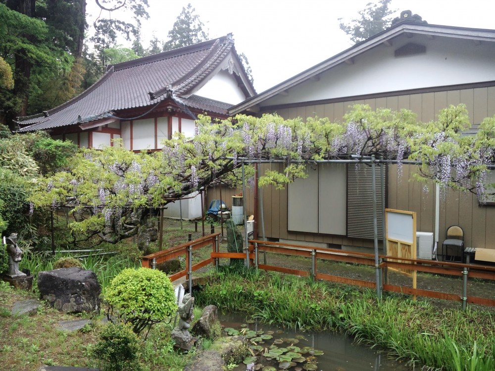 平成31年 龍頭寺の大ふじ開花情報-5.1　ふじ