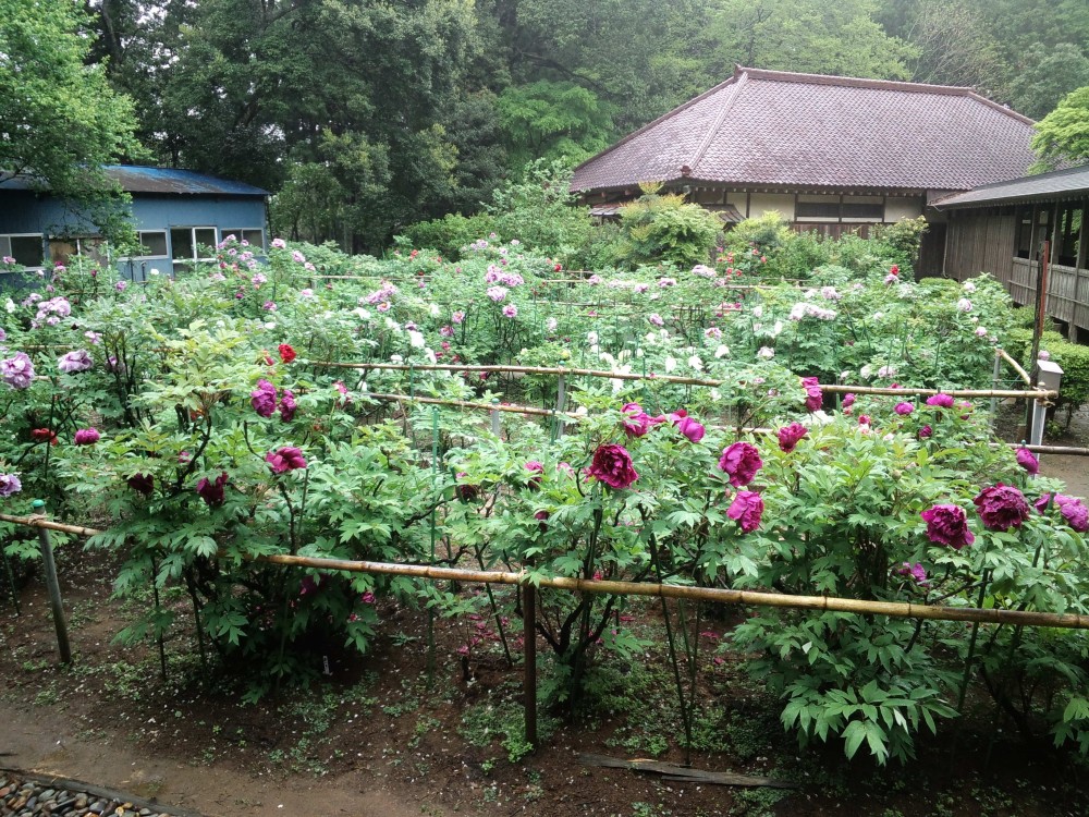 平成31年 飯高寺のボタン開花情報-5.1　ぼたん