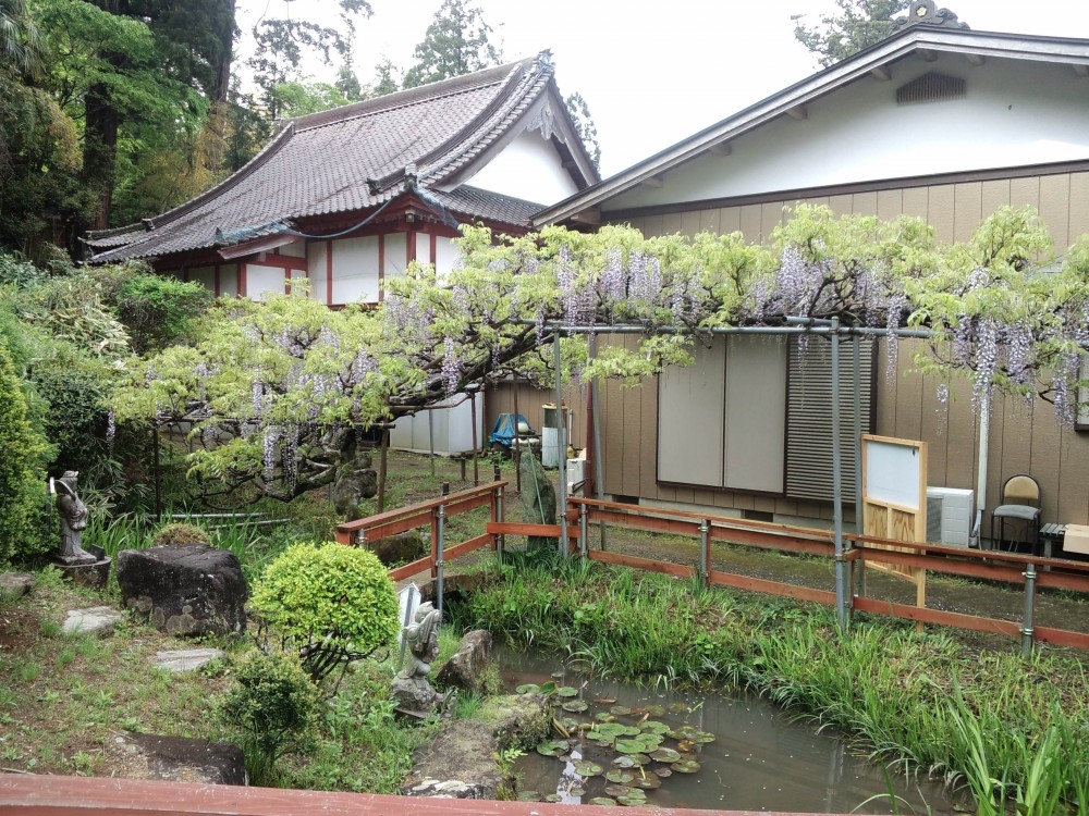 平成31年 龍頭寺の大ふじ開花情報-5.2　ふじ