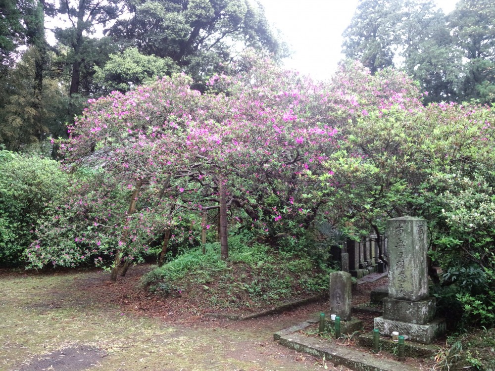 平成31年 圓實寺の大つつじ開花情報-5.2つつじ