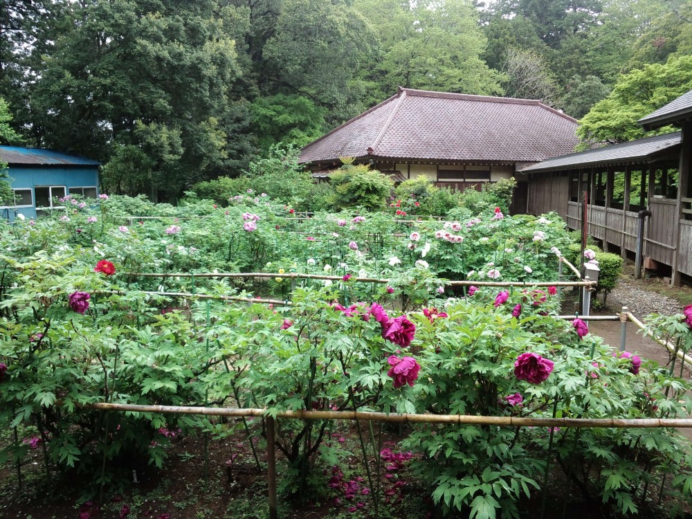 平成31年 飯高寺のボタン開花情報-5.2　ぼたん