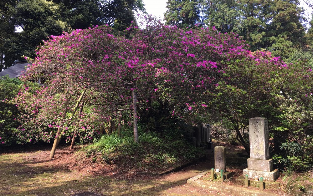 平成31年 圓實寺の大つつじ開花情報-5.3　つつじ