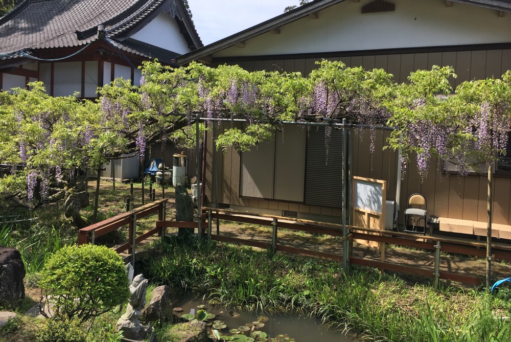 平成31年 龍頭寺の大ふじ開花情報-5.3　ふじ