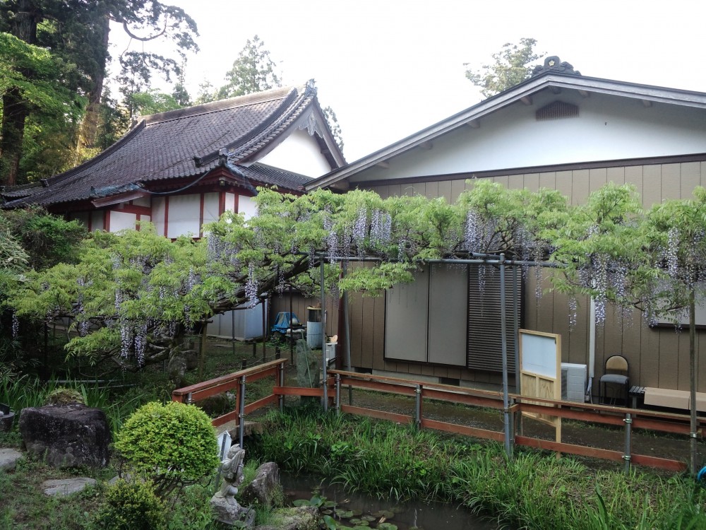 平成31年 龍頭寺の大ふじ開花情報-5.4　ふじ