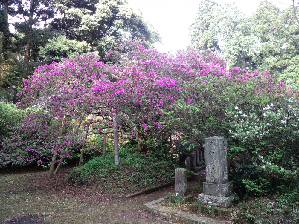 平成31年 圓實寺の大つつじ開花情報-5.4　つつじ