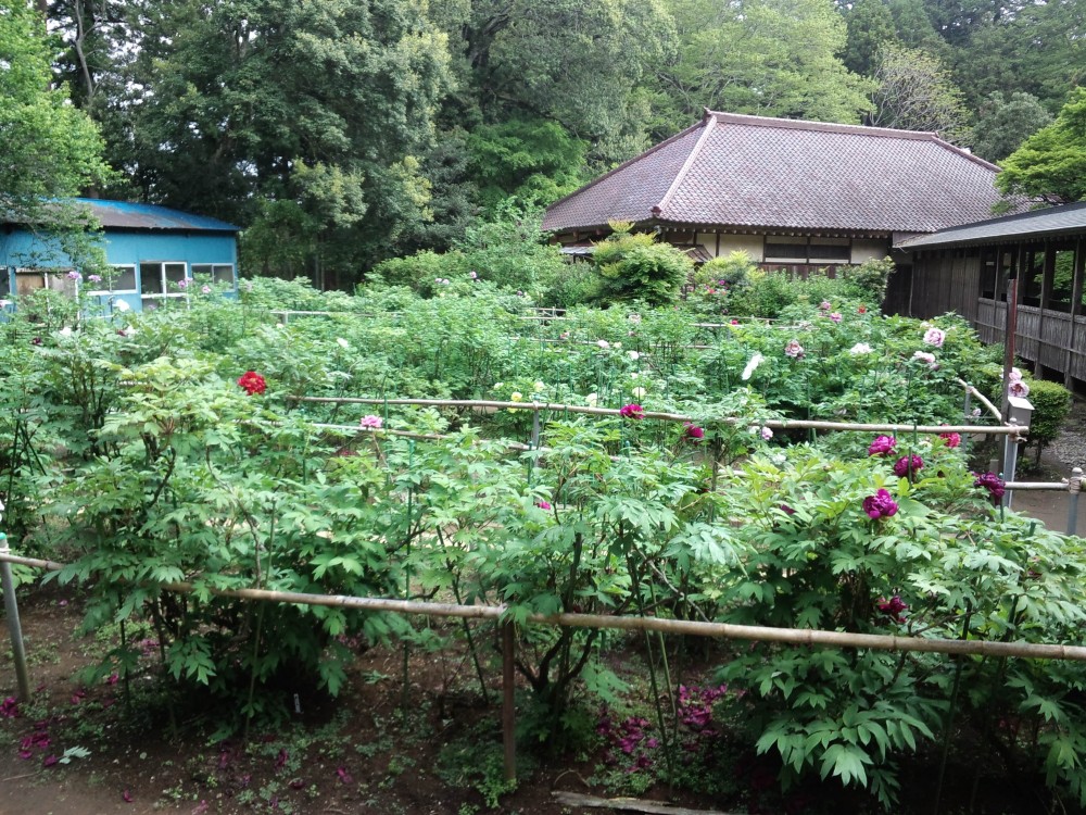 平成31年 飯高寺のボタン開花情報-5.4　ぼたん