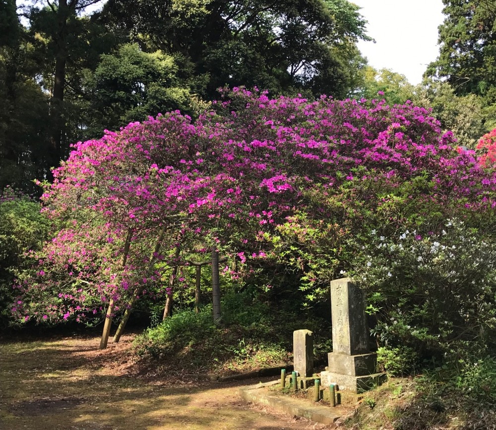 平成31年 圓實寺の大つつじ開花情報-5.5　つつじ