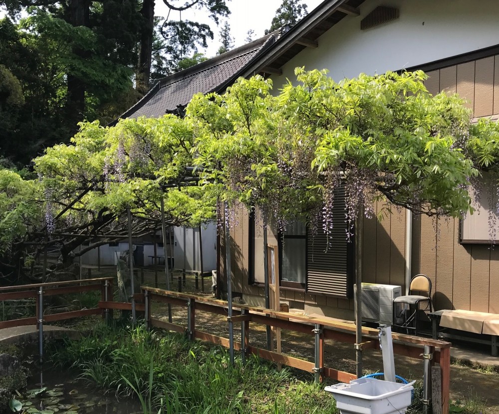 平成31年 龍頭寺の大ふじ開花情報-5.5　ふじ