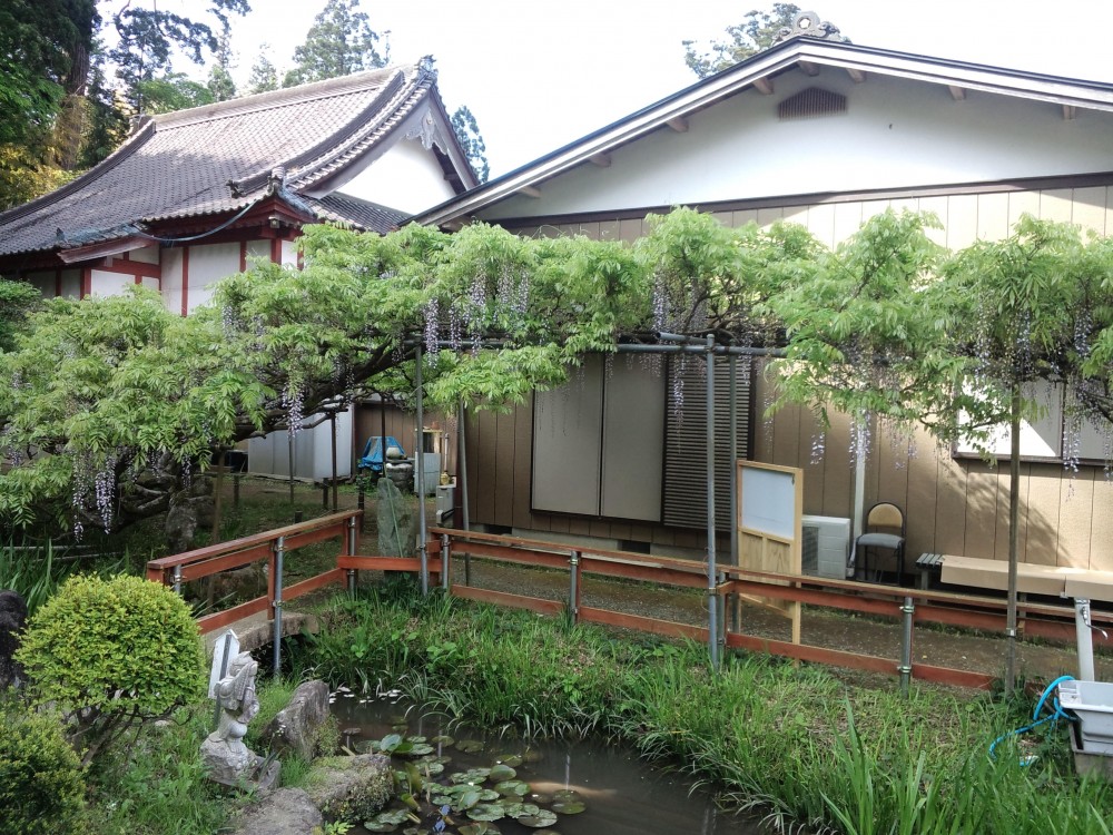 平成31年 龍頭寺の大ふじ開花情報-5.6　ふじ