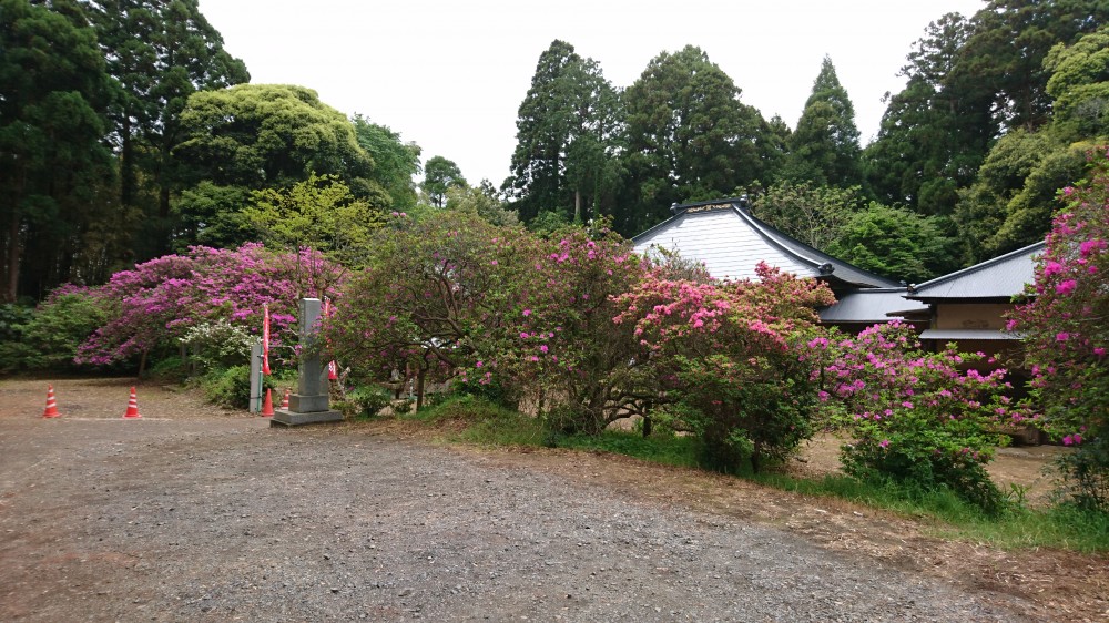 平成31年 圓實寺の大つつじ開花情報-5.7　つつじ1