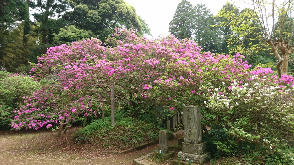 平成31年 圓實寺の大つつじ開花情報-5.7　つつじ2