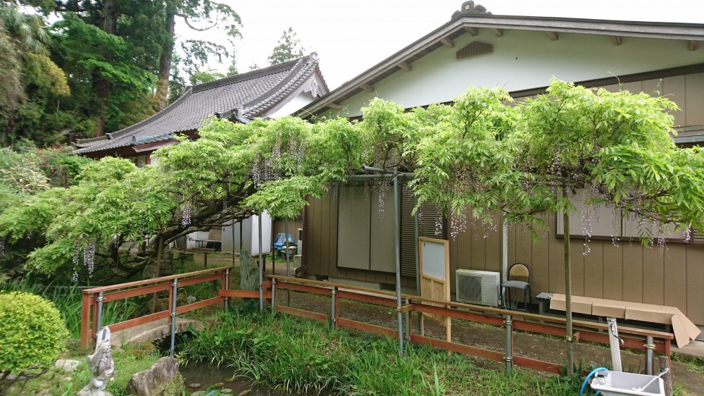 平成31年 龍頭寺の大ふじ開花情報-5.7　ふじ1