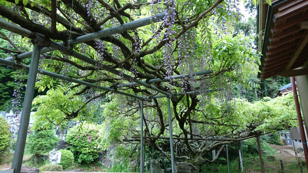 平成31年 龍頭寺の大ふじ開花情報-5.7　ふじ2