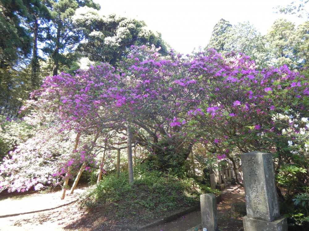 平成31年 圓實寺の大つつじ開花情報-5.8　つつじ1