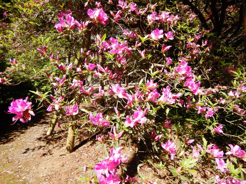 平成31年 圓實寺の大つつじ開花情報-5.8　つつじ2