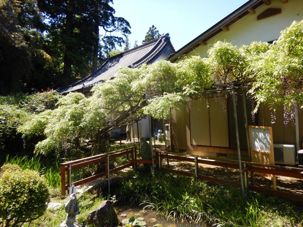 平成31年 龍頭寺の大ふじ開花情報-5.8　ふじ1