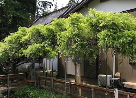 平成31年 龍頭寺の大ふじ開花情報-ふじ5.9