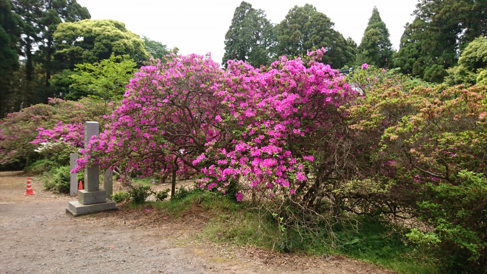 平成31年 圓實寺の大つつじ開花情報-5.13　つつじ1