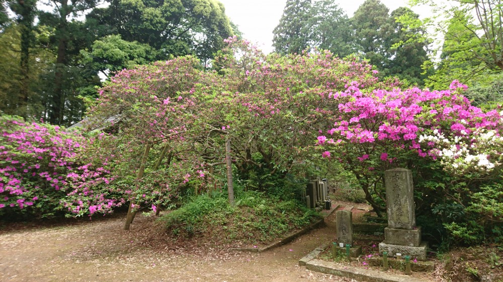 平成31年 圓實寺の大つつじ開花情報-5.13　つつじ2