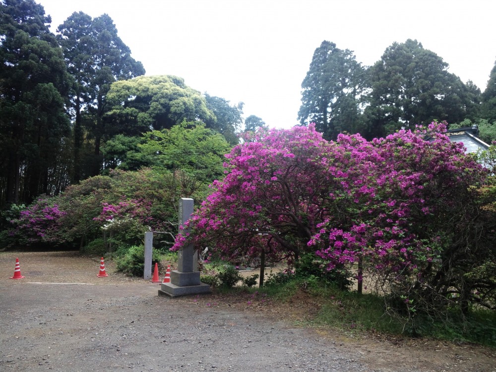 平成31年 圓實寺の大つつじ開花情報-5月16日（木曜日）