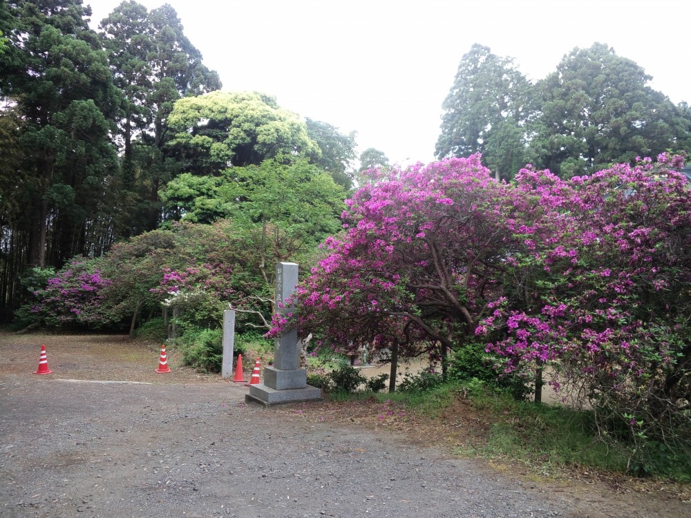 平成31年 圓實寺の大つつじ開花情報-5月17日（金曜日）