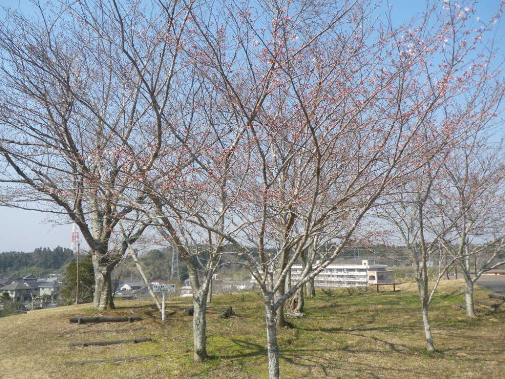 令和2年 天神山公園桜開花情報-3月19日　天神山桜1