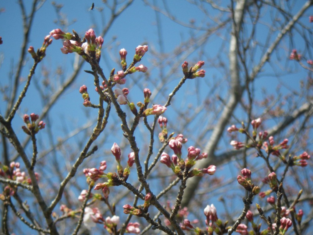 令和2年 天神山公園桜開花情報-3月19日　天神山桜2