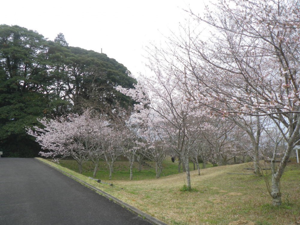 令和2年 天神山公園桜開花情報-3月23日　天神山桜1