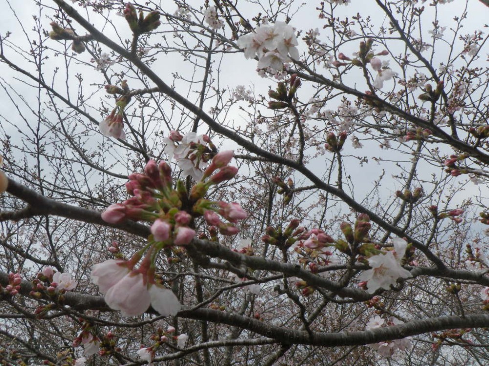 令和2年 天神山公園桜開花情報-3月23日　天神山桜2