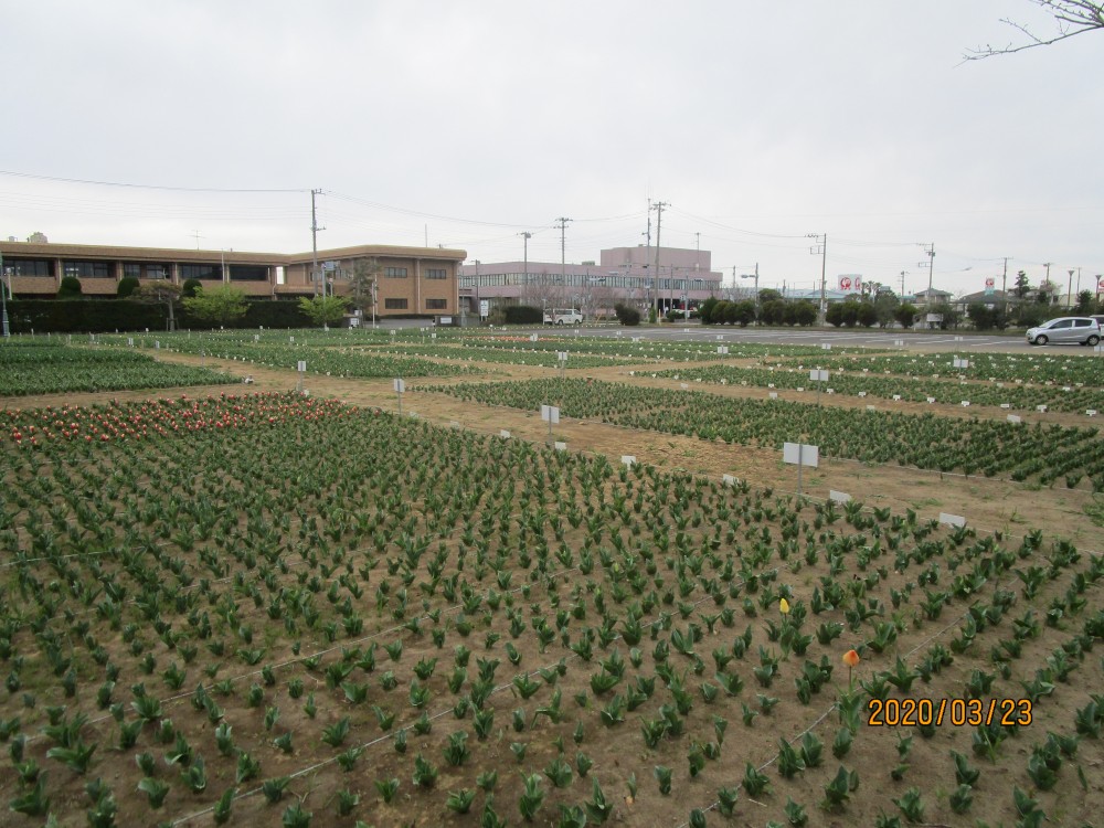 令和2年 のさか花の広場チューリップ開花情報-のさかチューリップ3月23日（月曜日）