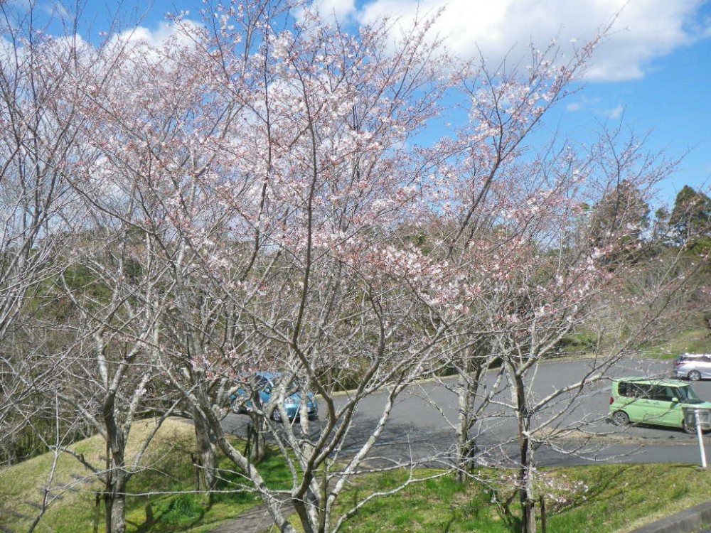 令和2年 天神山公園桜開花情報-3月24日　天神山桜1