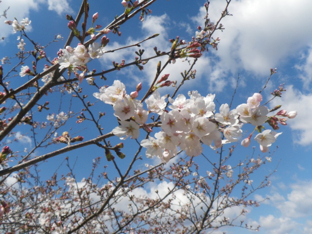 令和2年 天神山公園桜開花情報-3月24日　天神山桜2