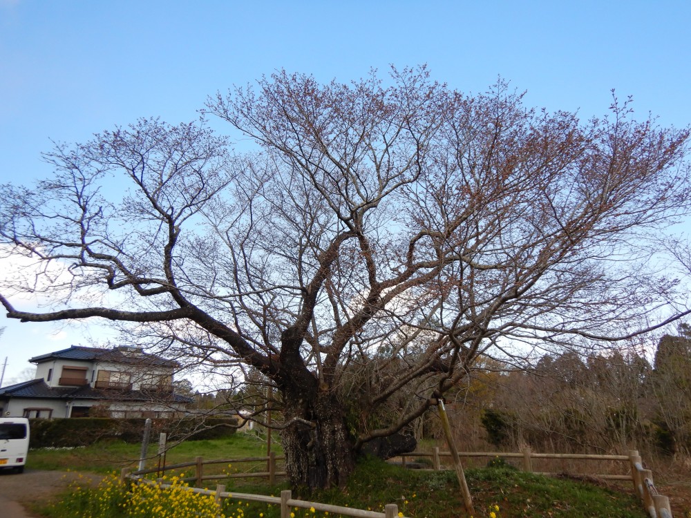 令和2年 黄門桜開花情報-3.24　黄門桜1