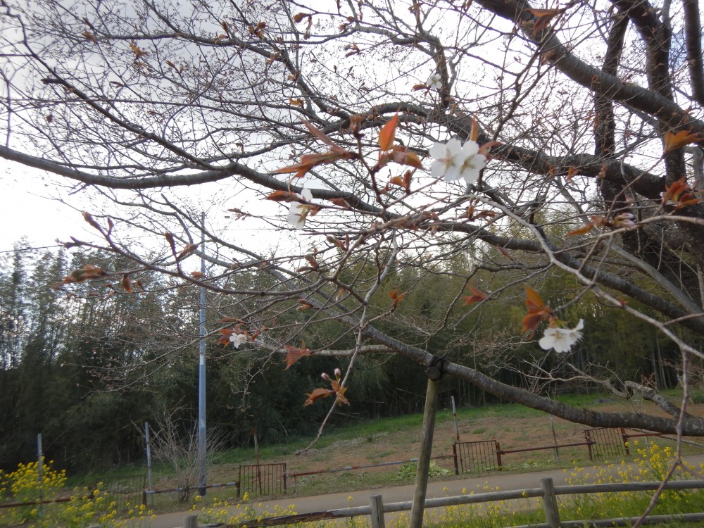 令和2年 黄門桜開花情報-3.24　黄門桜2