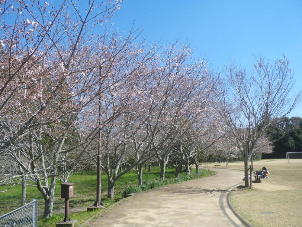 令和2年 天神山公園桜開花情報-3月25日　天神山桜1