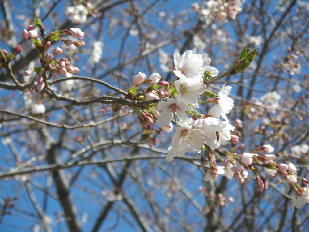 令和2年 天神山公園桜開花情報-3月25日　天神山桜2