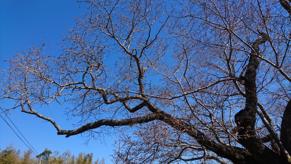 令和2年 黄門桜開花情報-3.25 黄門桜1