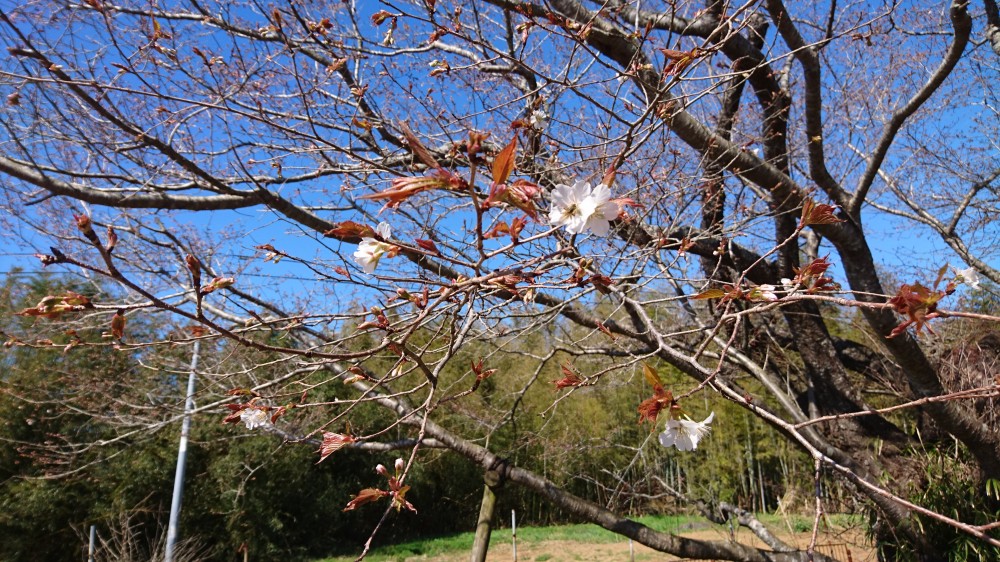 令和2年 黄門桜開花情報-3.25 黄門桜2