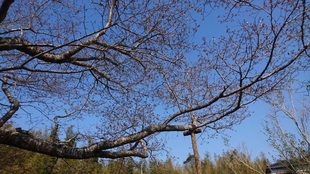 令和2年 黄門桜開花情報-3.26 黄門桜2