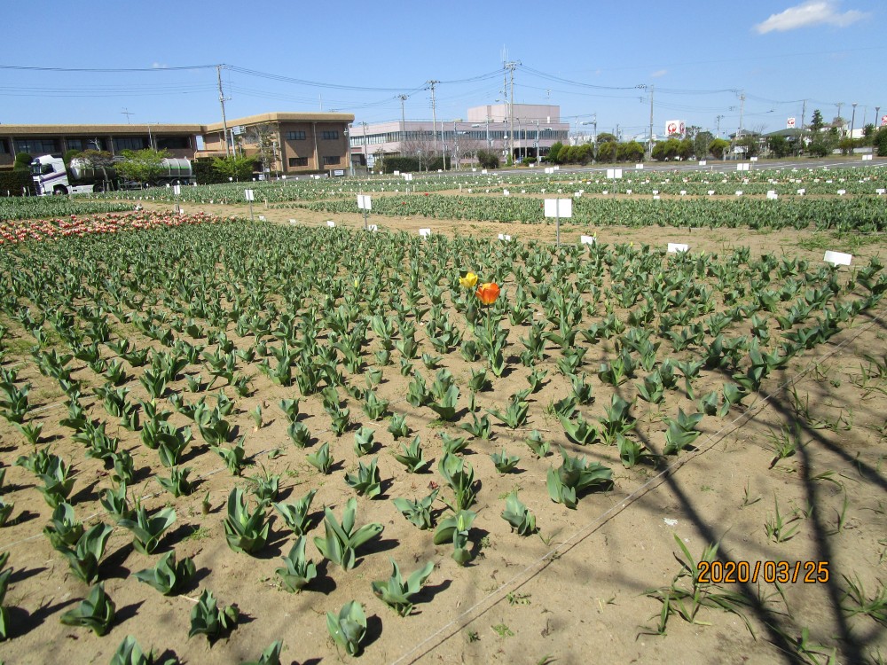 令和2年 のさか花の広場チューリップ開花情報-のさかチューリップ3月25日（水曜日）