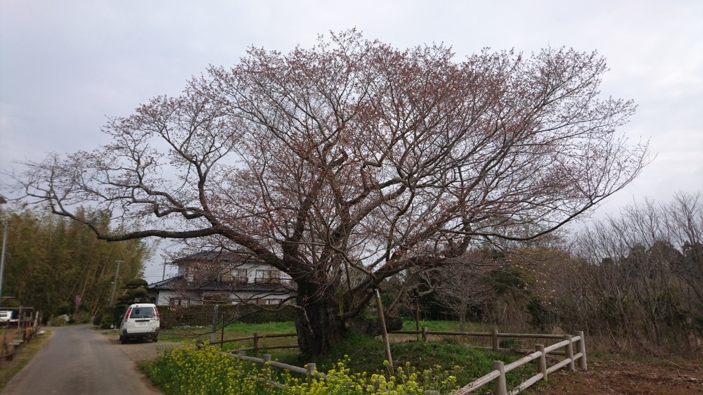 令和2年 黄門桜開花情報-3.27 黄門桜1